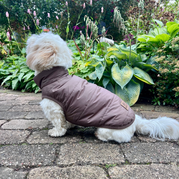 Hund iført en Ollipet dynevest fra Cotonshoppen