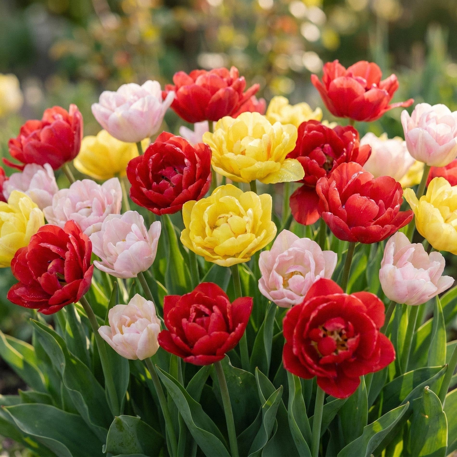 Tulipanblanding Dance Bouquet Mix