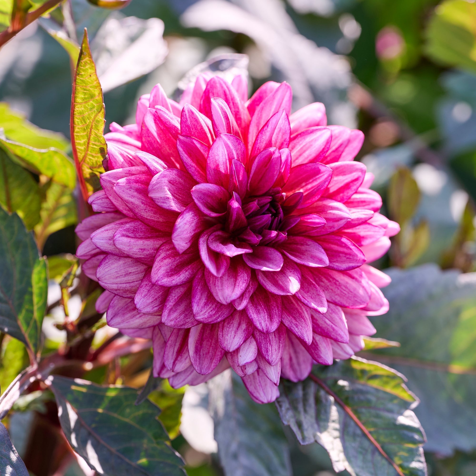 Dahlia Molly Raven med fyldige rosa blomster