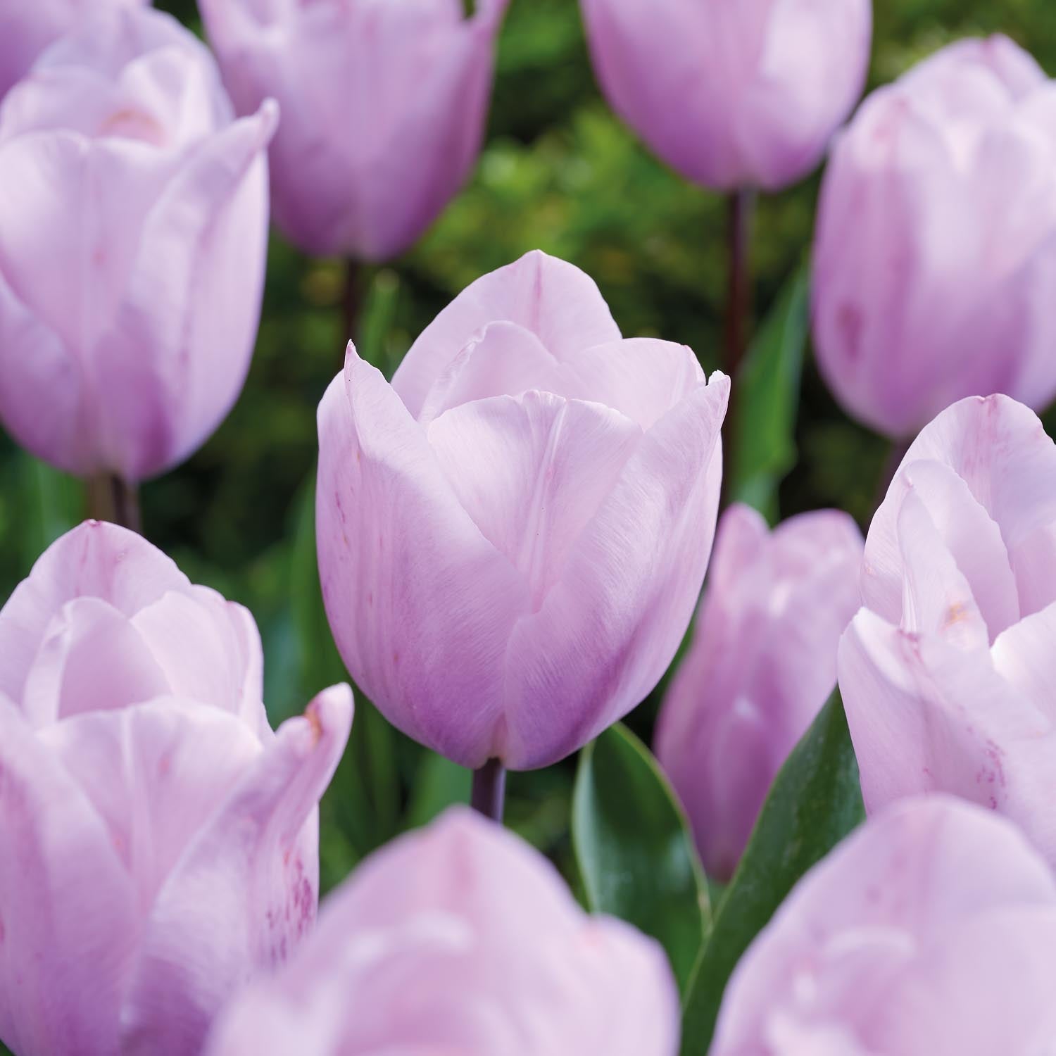 Tulipan Silver Cloud